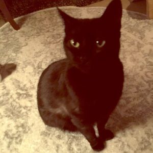 My Baby Jezebel Now Tolerates the New Cats